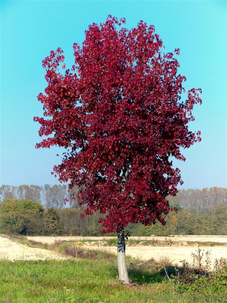 Carisio (Vercelli) - Acero solitario in autunno
